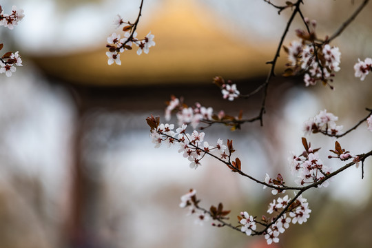 西湖樱花