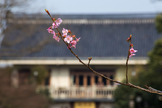 西湖樱花