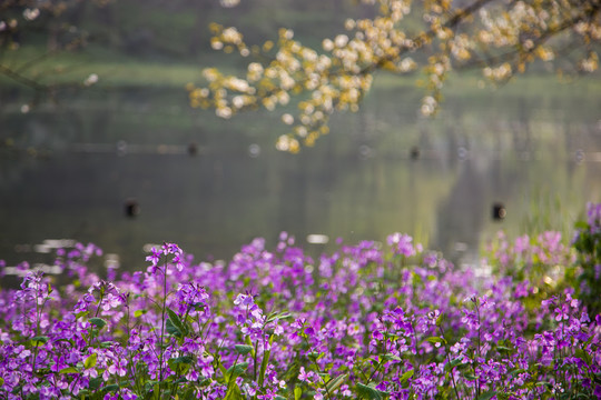 西湖樱花