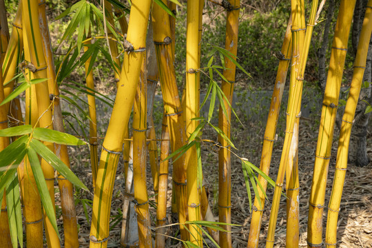 黄色竹子