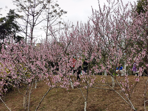 桃花