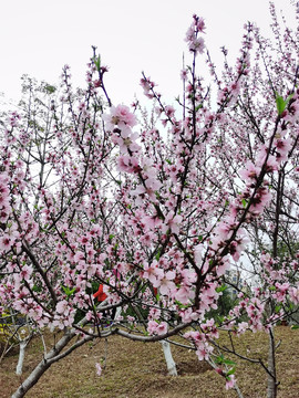 桃花
