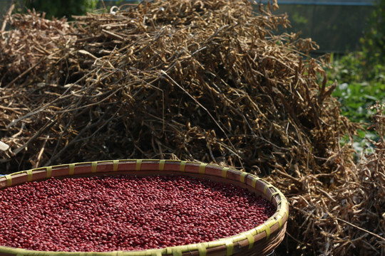 农家晾晒的红豆