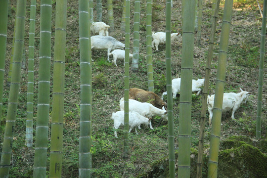 竹林里的山羊