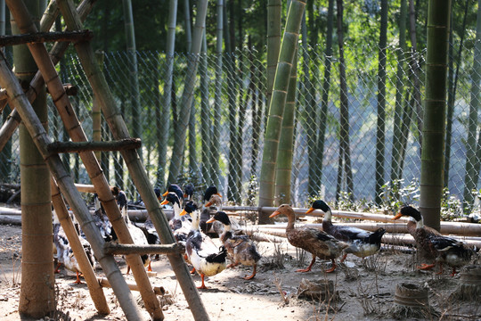 竹林里的散养鸭