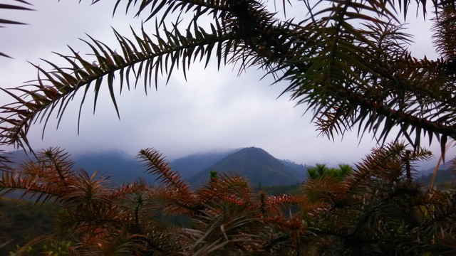 山峰杉树