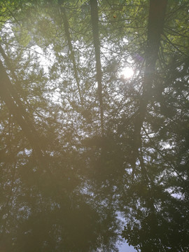 水倒影树木