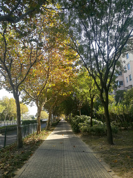 道路树木