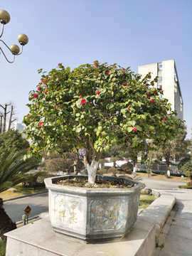 茶花盆景