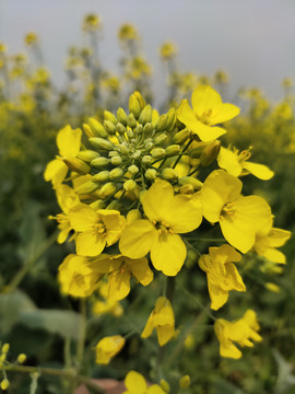 油菜花特写