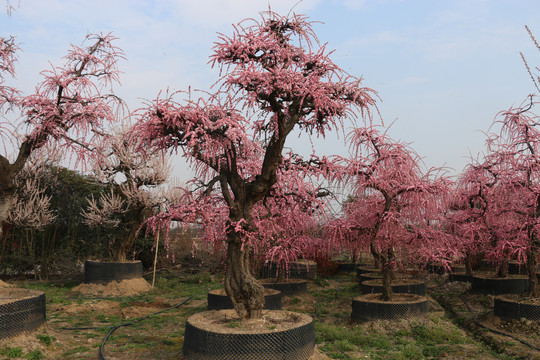 庭院景观造型树进口龙梅航拍梅花