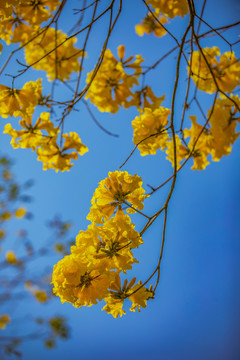 黄花风铃木