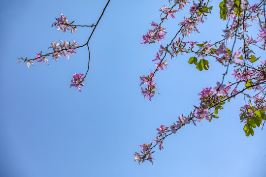 春暖花开