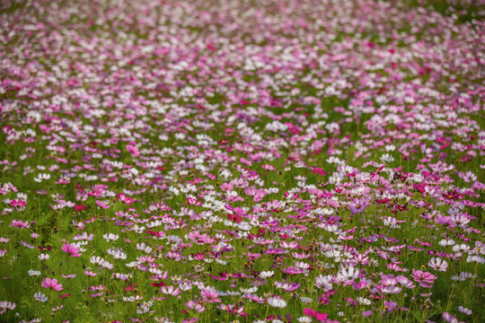 格桑花