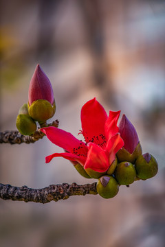 木棉花