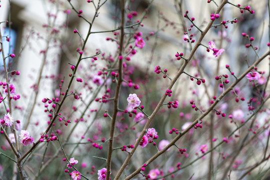 鲜花花卉