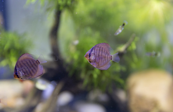 水族箱观赏鱼