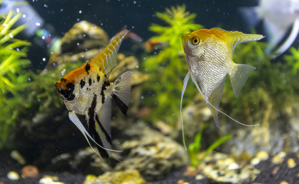 水族箱观赏鱼