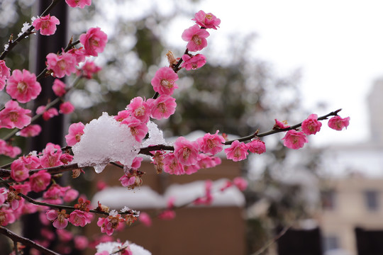 红梅傲雪