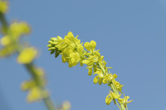 油菜花