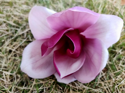 玉兰花
