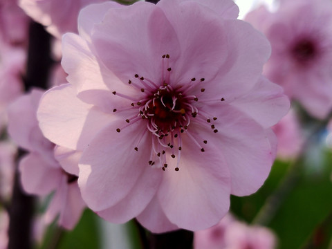 粉色桃花特写