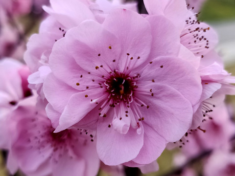 粉色桃花特写