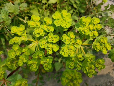 泽漆中草药特写