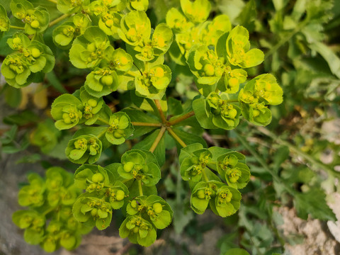 泽漆中草药特写