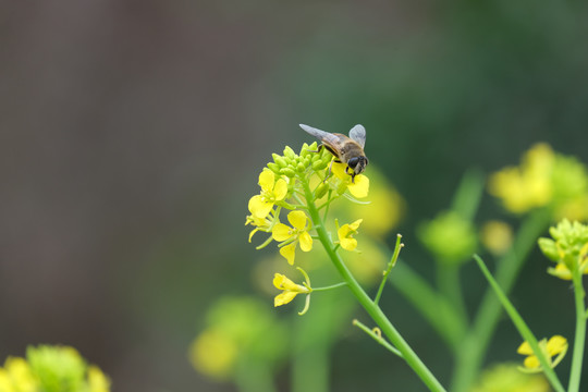 蜜蜂与春天