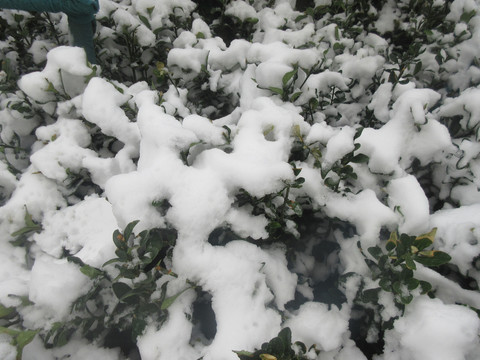 树枝上的雪