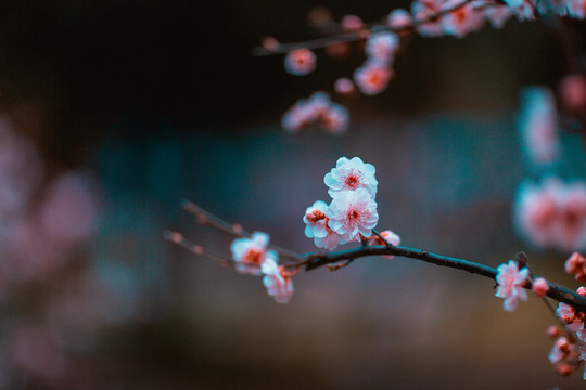 桃花开