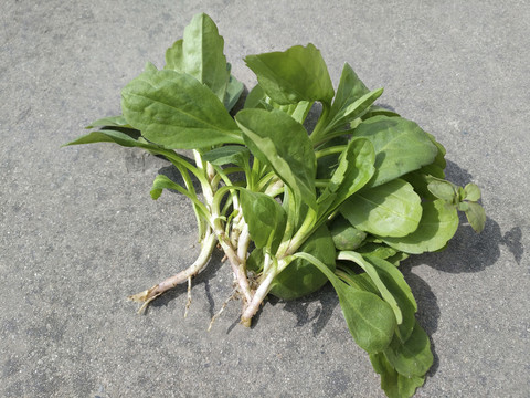 鲜马兰头