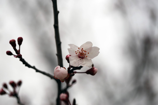 桃花