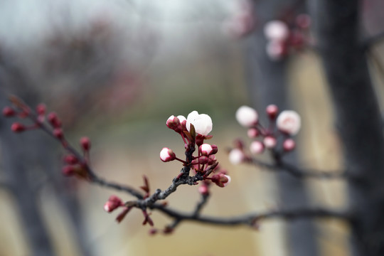 桃花