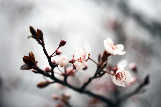 桃花