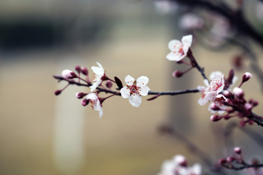 桃花