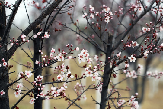 桃花