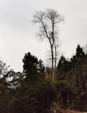 冬景