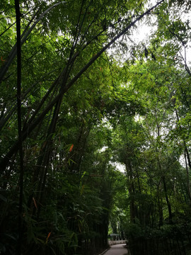 竹林小道