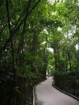 竹林小道二