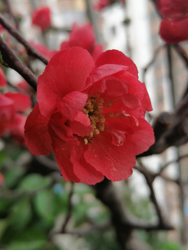 海棠花