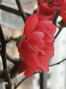 海棠花