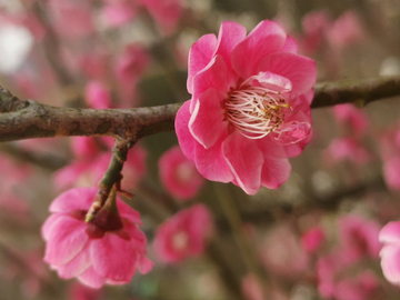 樱花谷