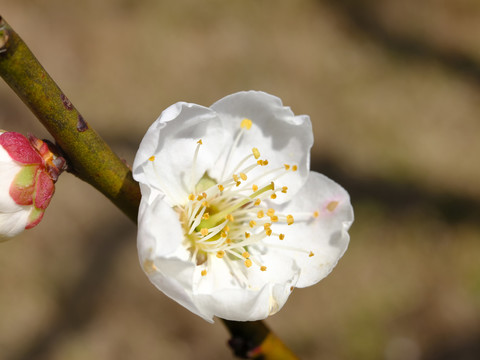 白梅花