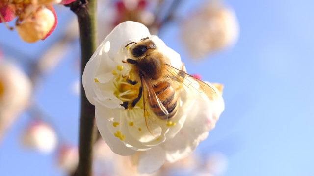 蜜蜂采蜜