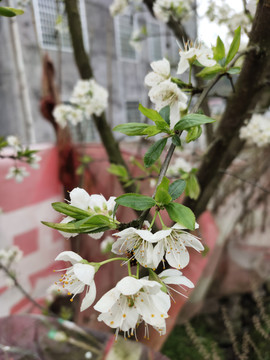 李子花开