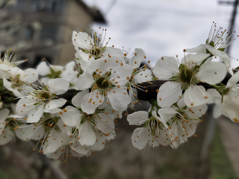 一枝李花