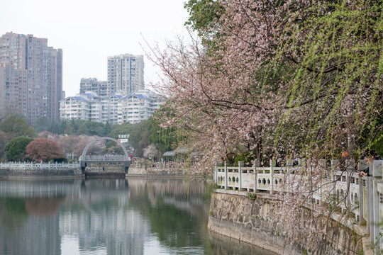 望月公园樱花