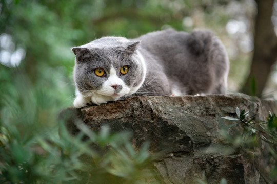 野外趴着的小猫咪